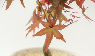 红舞姬的养殖方法和注意事项（红舞姬的养殖方法和注意事项水培红舞姬）