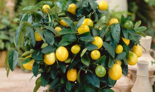 刚买回来的金桔怎么养（刚买回来的金桔怎么养殖）