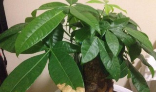 发财树叶斑病和叶枯病的区别 发财树 枯叶病