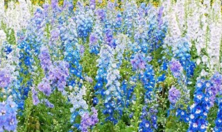 飞燕草的种植方法和注意事项 小花飞燕草的种植方法和注意事项