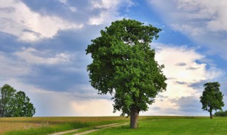 树木成长的六个阶段（树木成长的六个阶段图解）