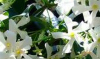 风车茉莉和多花素馨比较 风车茉莉对比多花素馨