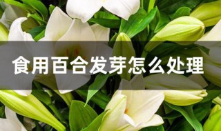 食用百合发芽怎么处理 新鲜百合发芽了怎么办