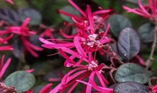 红花继木枯萎的原因是啥 红花继木枯死是什么原因?