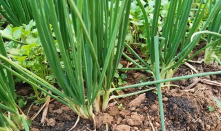 香葱怎么种植?（香葱怎么种植容易发芽）