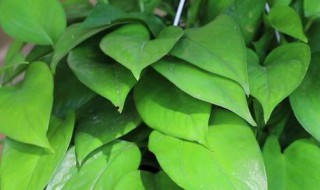 绿萝光杆还能长叶子吗（光杆绿萝怎么长叶子）