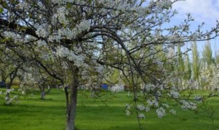 树下埋盐多久树能死（埋树下的盐多久能化掉）