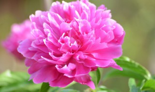 芍药花瓣怎样晒干（芍药花瓣怎样晒干存放）