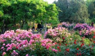 五月移栽月季能活吗 五月移栽月季能活吗图片