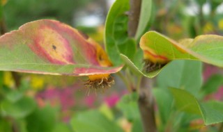 海棠锈病（海棠锈病病原）