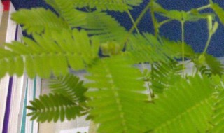 有特异功能的植物（有特异功能的植物有哪些,它有什么特异功能）