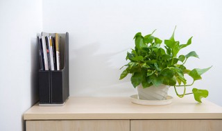 水培绿萝转为土培应该怎样操作 水培绿萝转为土培应该怎样操作才能成活