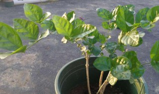 网购回来的茉莉花怎么种 新买收到的茉莉花怎样栽种