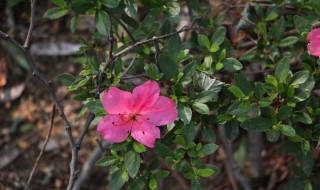 映山红叶子上有铁锈色是怎么回事 映山红叶子上有锈斑