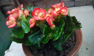 竹节海棠用大盆养好小盆养好 竹节海棠用多大盆养