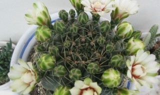 绯花玉怎么繁殖小球（绯花玉繁殖小球的图片）