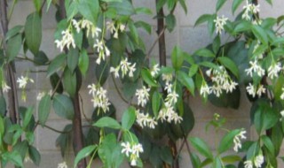 银丝茉莉爬藤植物怎么养（银丝茉莉爬藤植物怎么养殖）