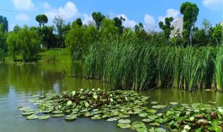 挺水植物有哪些（挺水植物有哪些属）
