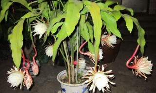 昙花怎么修剪才利于开花（昙花怎么样修剪开花）