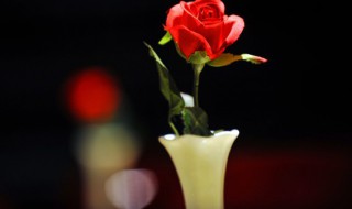 玫瑰长太高了怎么修剪（玫瑰长太高了怎么修剪图解）