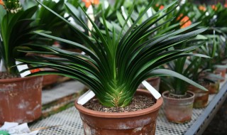 君子兰有哪些品种?（君子兰有哪些品种,有多少种）