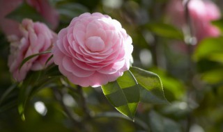 深水醒花什么意思（醒花水多深）