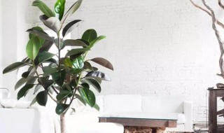橡皮树室内养殖方法（橡皮树室内怎么养）