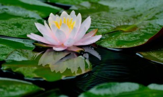 无土水培碗莲怎么种植 无土碗莲的种植方法水培