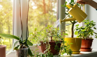 红糖当冲施肥怎么用（红糖怎么发酵冲施肥）