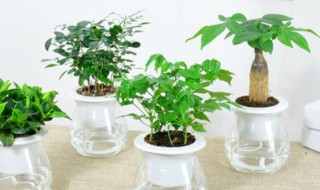 吊钟树怎么养水培（吊钟树怎么养水培植物）