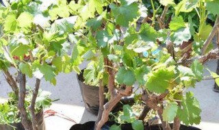 盆栽葡萄怎么矮化（盆栽葡萄矮化修剪方法）