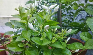 茉莉花叶子发黄干枯掉叶子怎么办 冬天茉莉花叶子发黄干枯掉叶子怎么办