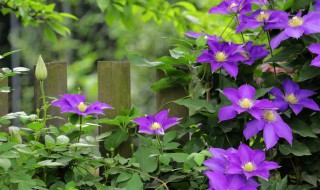 铁线莲叶子黄褐色斑点是什么原因（铁线莲叶子长黄褐斑）