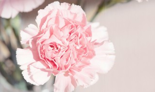 康乃馨如何繁殖（康乃馨如何繁殖小苗?）