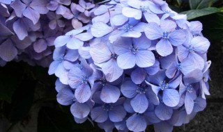 绣球花可以摆放在客厅吗 绣球花客厅里可以摆放吗?