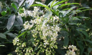 垂丝茉莉的养殖方法和注意事项（垂丝茉莉的养殖方法和注意事项图片）