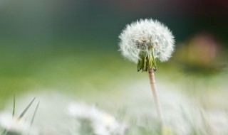 为什么家里不种蒲公英 为什么家里不种蒲公英树