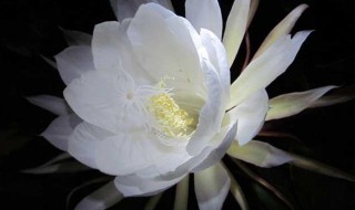 昙花抽杆子是剪掉还是留着 昙花抽杆好不好