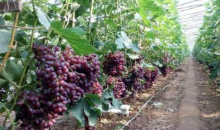 葡萄树的管理和修剪技术 葡萄树的管理和修剪技术接支技术