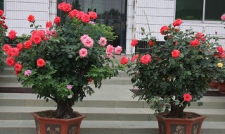 树桩月季怎么嫁接种植（树桩月季怎么嫁接种植月季无根嫁接砧木多长）