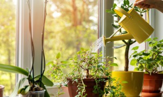 庭院四季常青低矮植物 庭院低矮四季常青的花草