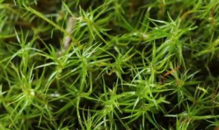 苔藓植物有没有根茎叶的分化 苔藓有根茎叶的分化吗
