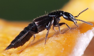 隐翅虫会在家做窝吗 隐翅虫家里常见吗