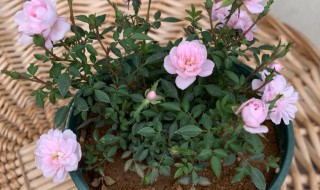 姬月季能活多久 姬月季花期多久