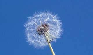 尖裂假还阳参和蒲公英的区别（尖裂假还阳参和蒲公英一起吃可以吗）