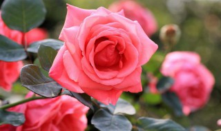 月季冬天放在室外会被冻死吗（月季冬天放在室外会被冻死吗视频）