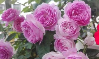 自由精神月季是藤本还是灌木 自由精神月季是藤本吗