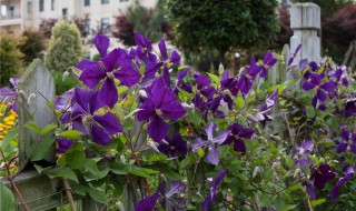 铁线莲一类二类三类具体品种（铁线莲二类有哪些品种）