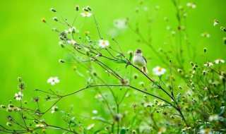 春天是什么时候（春天是什么时候开始什么时候结束）