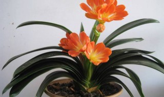 君子兰如何换盆换土（君子兰如何换盆换土视频）